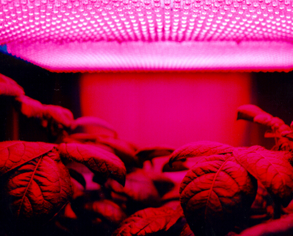 Red-LED-to-increase-plant-matter