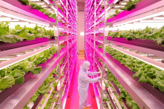 Google LED plant factory is getting healthier