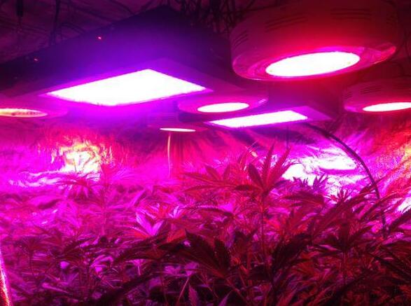 LED lighting plants increase 30%