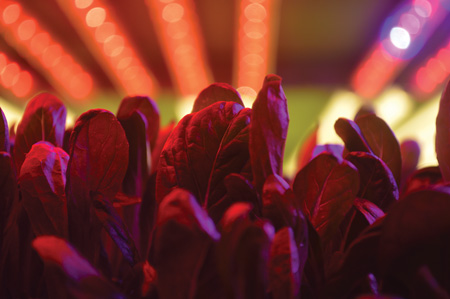 New applications will drive changes in the horticultural lighting industry