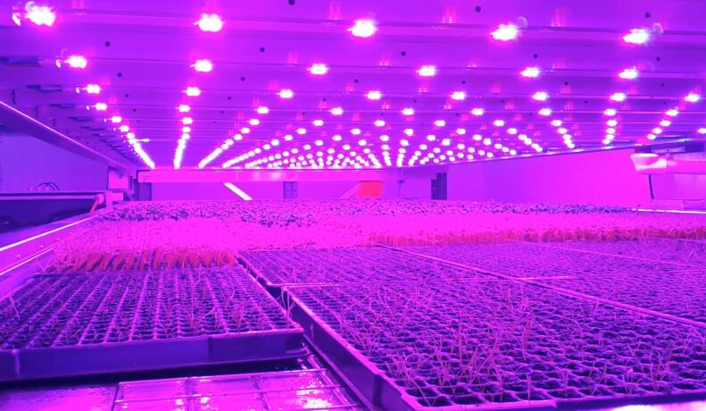 A vertical farm in Scotland reduces energy consumption by 50% with LED lighting