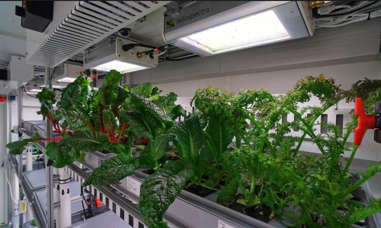 LED lighting helps German polar vegetables to be successfully tested