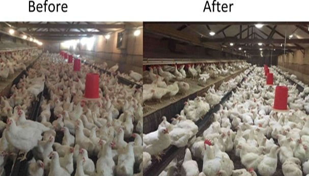 What effect does LED lighting have on poultry farming?