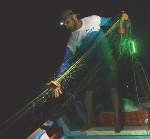 LED lighting nets can drastically reduce marine bycatch and improve fishing efficiency