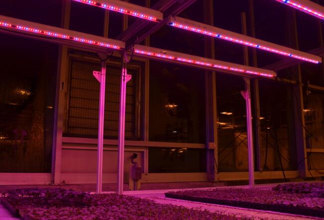 LED plant lighting can be expected in the future