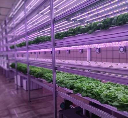 The promotion of LED plant lighting to agricultural production activities