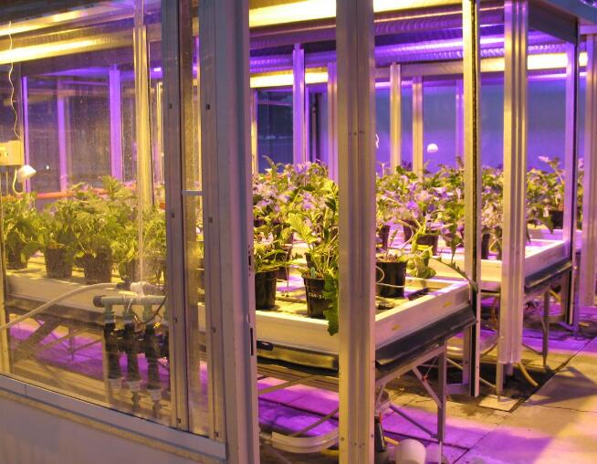 American greenhouse uses LED and high-pressure sodium lamp mixed lighting system to save energy by 40%!