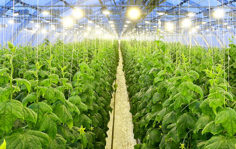 Canada offers incentives for greenhouses using LED lighting technology