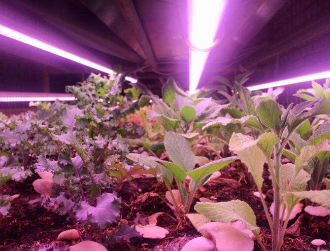French startup grows mushrooms and other vegetables with LED lamps