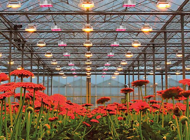 Plessy UK provides LED grow lights