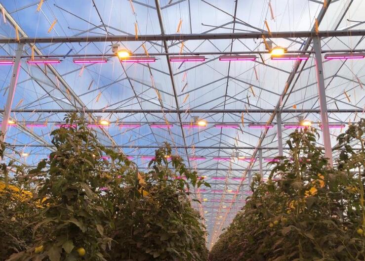 The Prospect of LED Plant Lighting Market in 2023