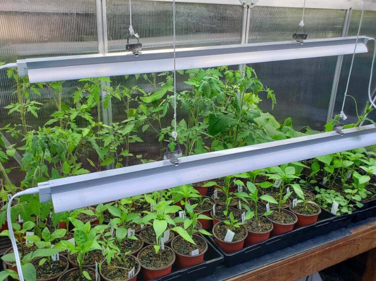 Application of LED supplementary light in vegetable seedling cultivation