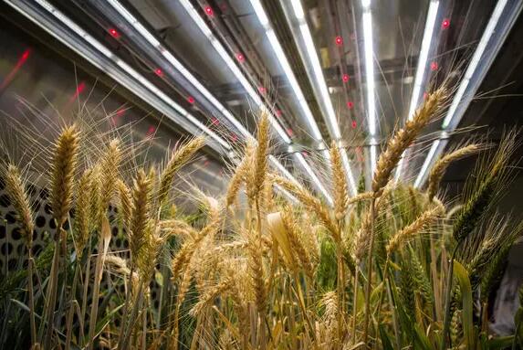 Australian scientists use LEDs to increase crop production