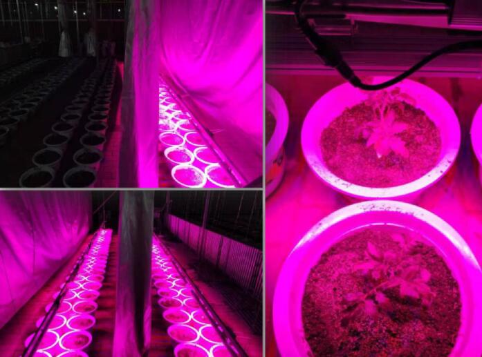 Effect of LED supplementary light on the growth of horticultural crops