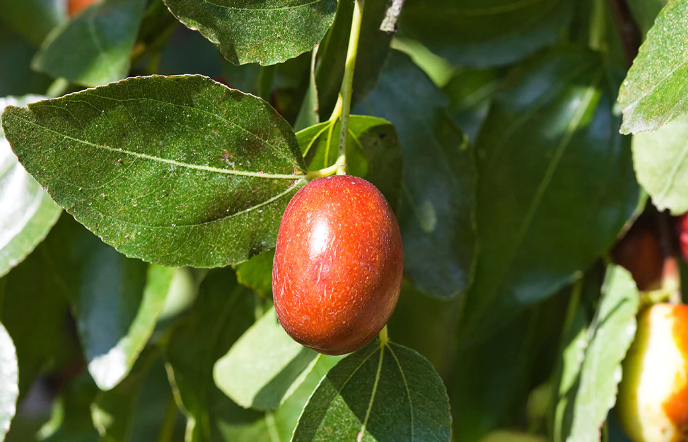 LED plant growth and other regulation of jujube production period