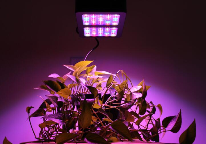 Focus on the LED Plant Lighting Market