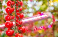 Canadian company adopts Signify horticultural lighting products