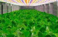 LED lighting vertical farm incarnates food savior