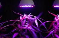 The advantages of LED plant growth lights in the 21st century